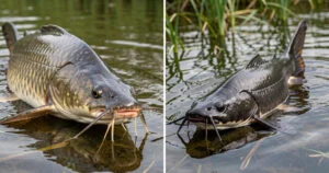 Poisson-chat ou silure : 5 différences pour ne plus les confondre
