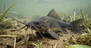 Poisson-chat nuisible : les 5 raisons qui inquiètent les pêcheurs